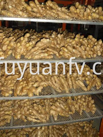 air dried ginger 